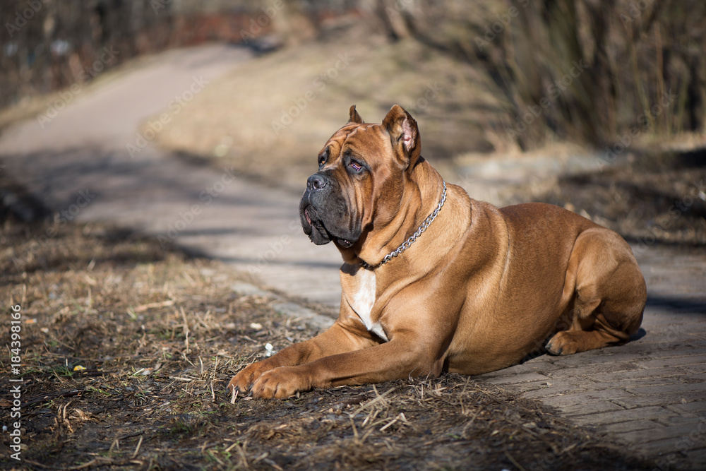 Fototapeta premium Italian cane-corso dog lie in the park