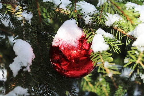 Nahaufnahme einer roten Christbaumkugel am Tannenbaum, schneebedeckt