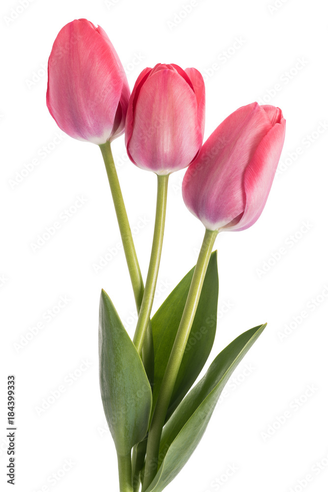 Pink tulips flowers