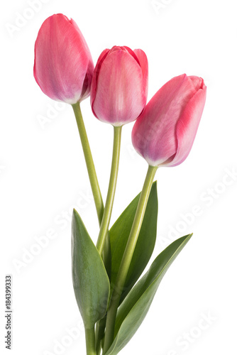 Pink tulips flowers