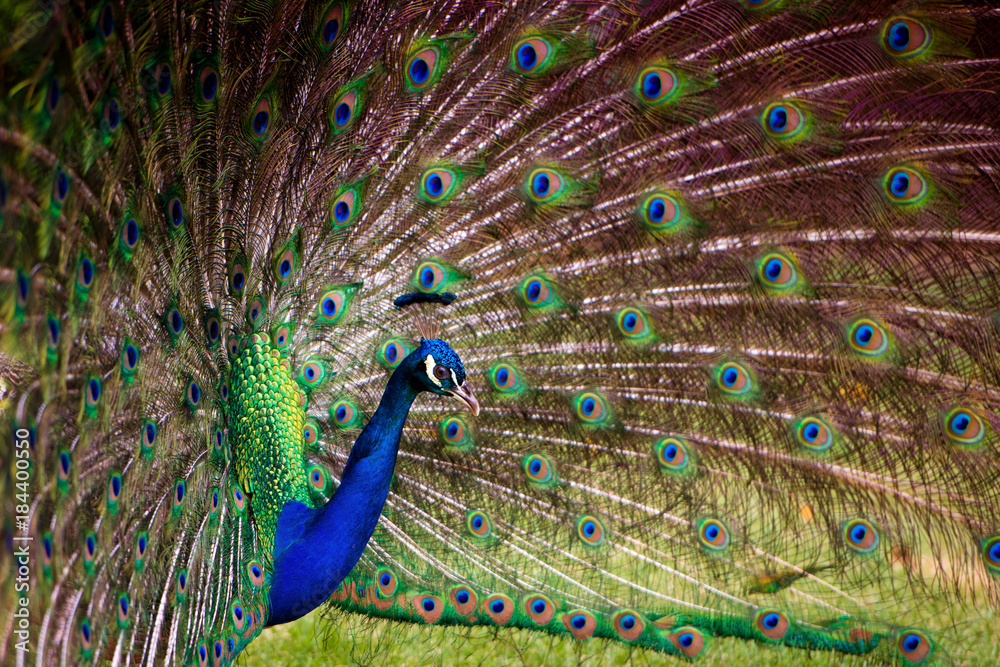 Obraz premium Portrait of a peacock with a loose tail.