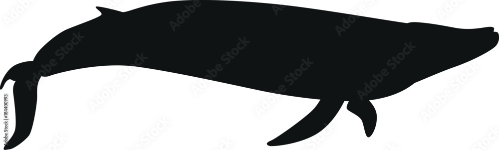 Fototapeta premium Blue whale vector silhouette