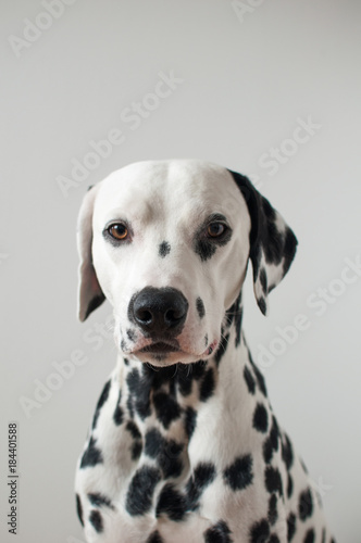 Dalmatian portrait