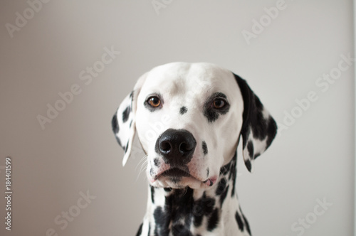 Dalmatian portrait