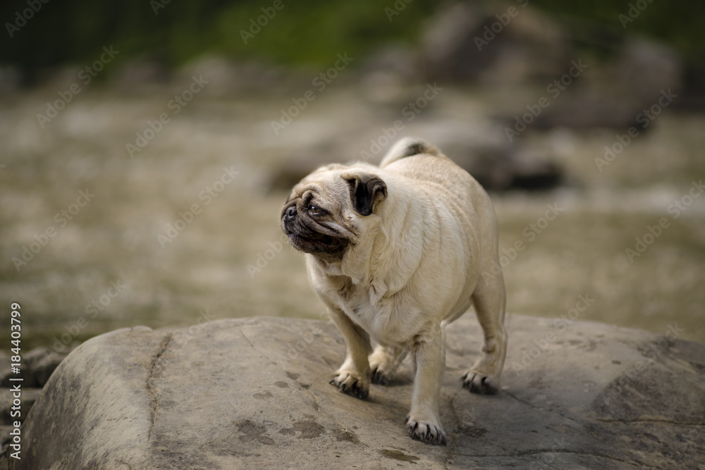 Obraz premium A beautiful little pug on a mountain river