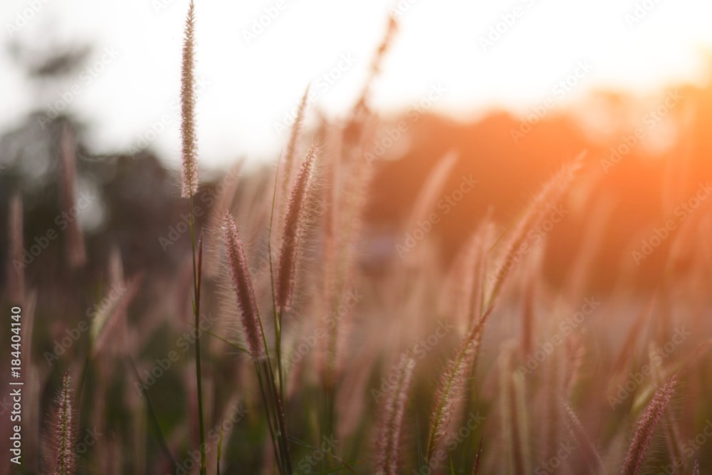 Obraz premium grass flowers in vintage style for natural background