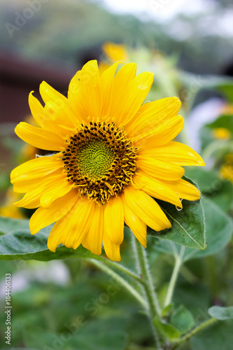 Closeup shot of sunflower with blur background 