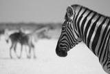 Schwarz-Weiss S/Q Foto Zebra-Portrait im Vordergrund mit Blick auf weitere Zebras verschwommen im Hintergrund.