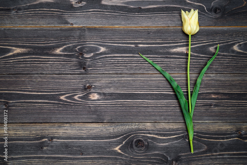 One yellow tulip flower on wooden background  copy space. Spring flowers. Floral background. Holiday greeting card for Valentine s Day  Woman s Day  March 8   Mother s Day  Easter. Top view  flat lay