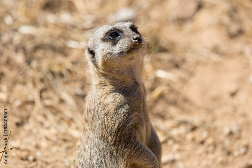 Fototapeta premium meerkat