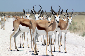 Wandcirkels Antilope Springbokken groep in Etosha National Park  © Johannes Nieder