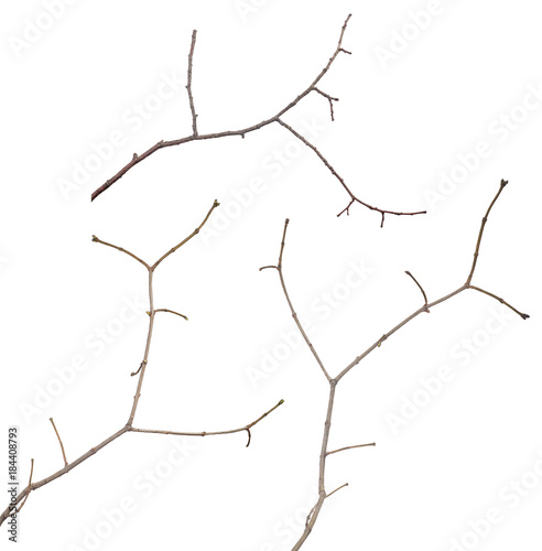 three small bare tree branches on white