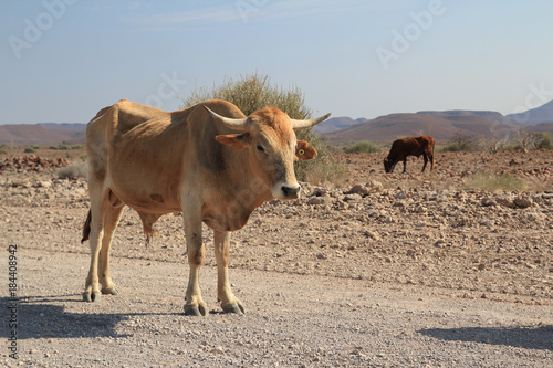 beige-farbene Kuh auf der Schotterpiste Pad im Vordergrund, braune Kuh im Hintergrund.Where: bei Palmwag, Namibia.