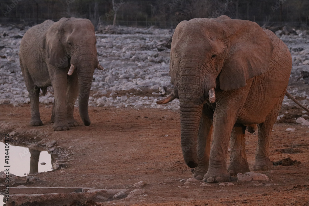 Zwei Elefanten in der Dämmerung am Wasserloch.Where: Okaukuejo-Camp, Etosha Nationalpark, Namibia.
