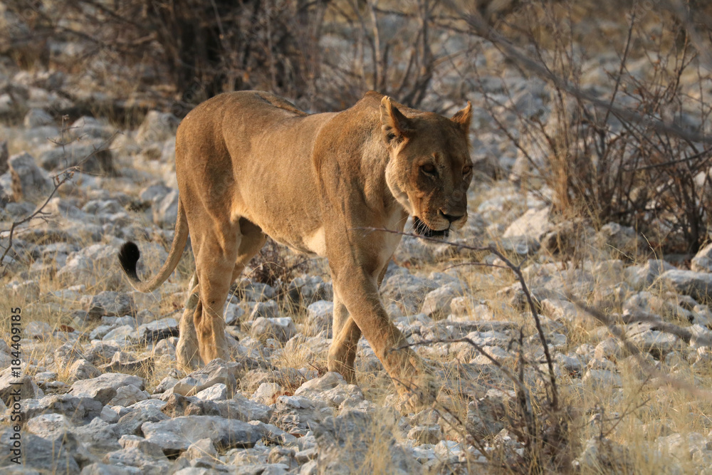 Naklejka premium Löwin streicht durch den Busch.Where: bei Okaukuejo-Camp, Etosha Nationalpark, Namibia.