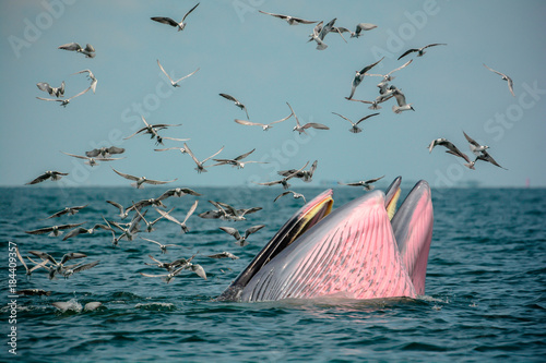 Two whale (Mother and son) opening their mouth to eat anchovy. Bryde's Whale.