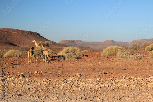 Giraffen im Vordergrund und Savannenlandschaft mit Plateau-Bergen im Hintergrund.Where: auf der C39 zwischen Khorixas und Palmwag.