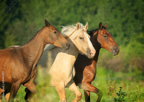 trio of horses portrait runs free in summer meadow © Olga Itina
