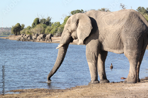 Elefant am Chobe-Fluß im Vordergrund und Elefantenherde im Hintergrund.