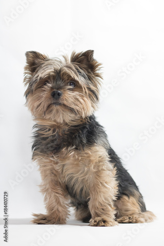 YorkShire Terrier Domestic Dog