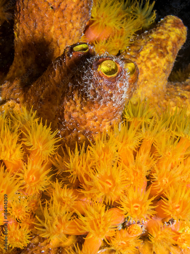 Orange cup corals