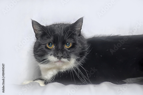 fat black with a white cat on a light background photo