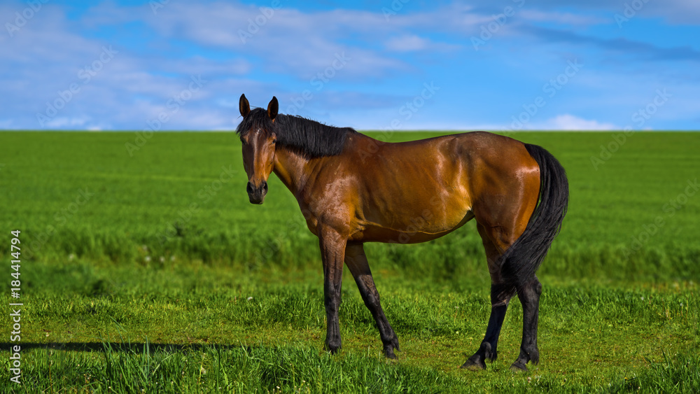 horse in meadow