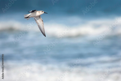 Sanderling in flight