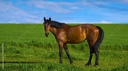 horse in meadow © maramas