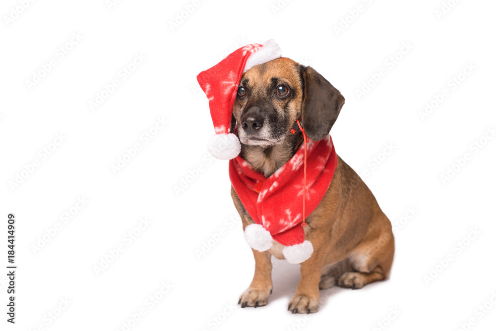 Dog in a christmas hat isolated on white