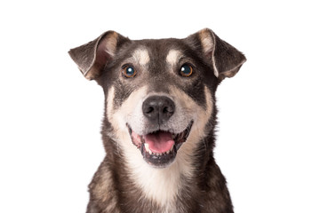 Portrait photo of an adorable mongrel dog isolated on white