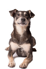 Portrait photo of an adorable mongrel dog isolated on white