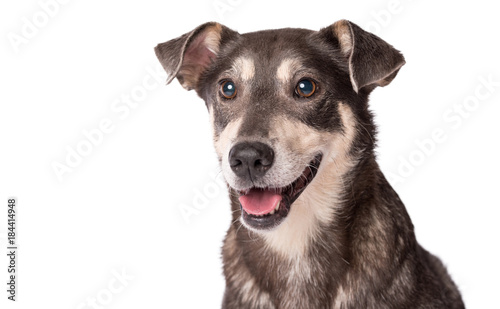 Photo Portrait photo of an adorable mongrel dog isolated on white