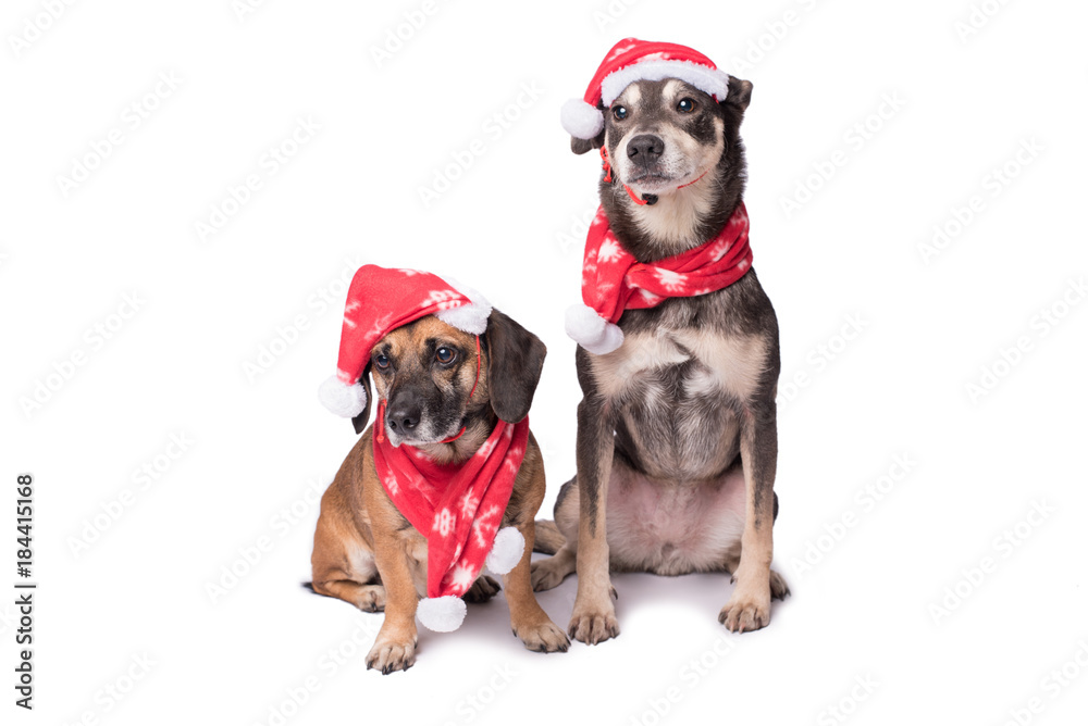 Dog in a christmas hat isolated on white Dog in a christmas hat isolated on white