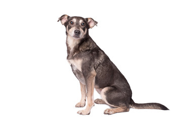 Portrait photo of an adorable mongrel dog isolated on white