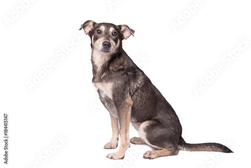 Fototapeta Naklejka Na Ścianę i Meble -  Portrait photo of an adorable mongrel dog isolated on white