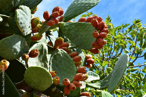 Italy, prickly pear with yellow and red fruits.