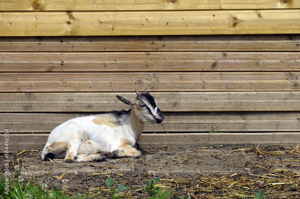 Obraz premium Goat and wooden planks