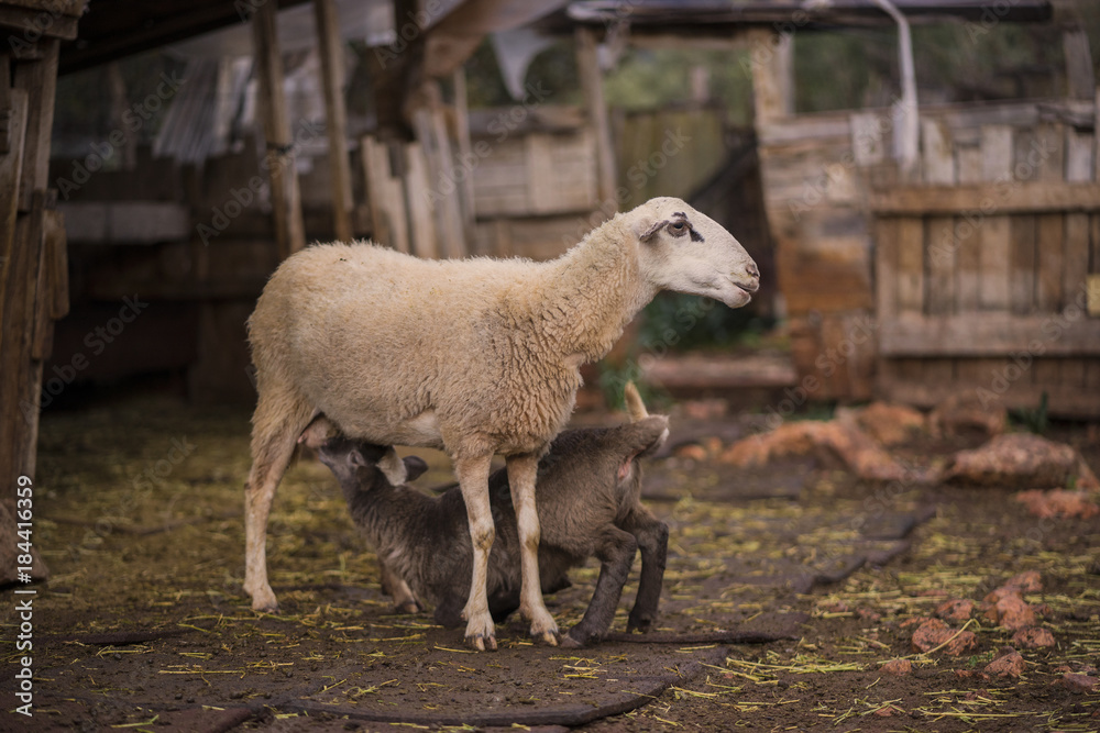 Obraz premium Ewe and Feeding Lamb