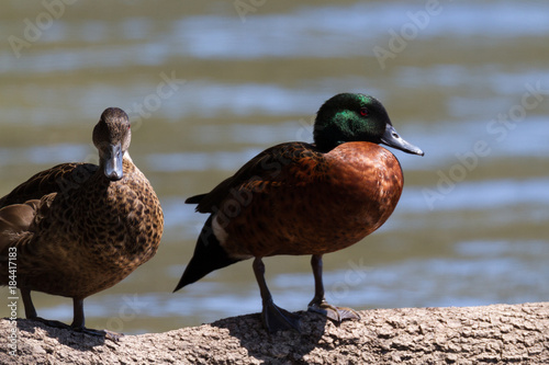 Chestnut Teal