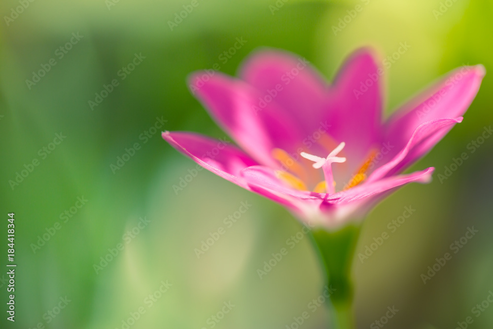 Colorful tropical flowers. Amazing exotic flowers background Colorful tropical flowers. Amazing exotic flowers background