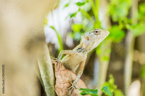 Tropical lizard, colorful blurred background