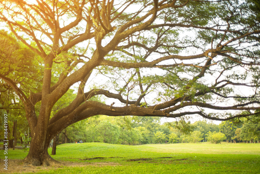 Fototapeta premium Trees of parks on sunny days