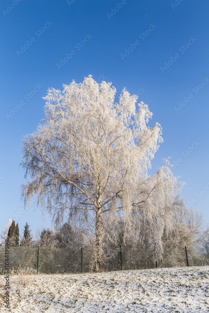 frozen birch tree in winter landscape