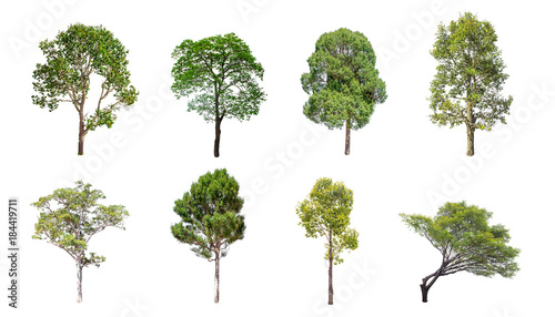 Isolated trees on white background , The collection of trees.beatiful autumnal colors