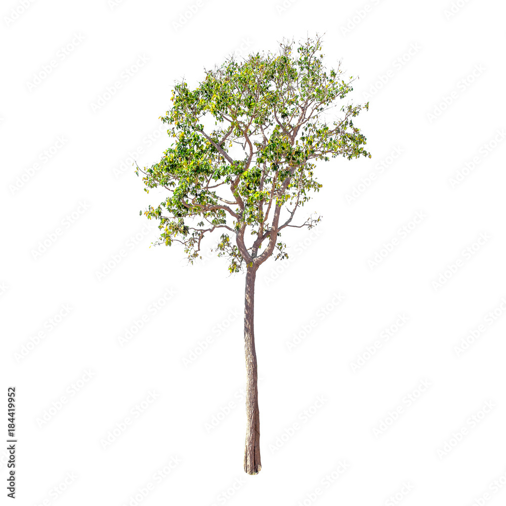 Isolated trees on white background , The collection of trees.beatiful autumnal colors Isolated trees on white background , The collection of trees.beatiful autumnal colors