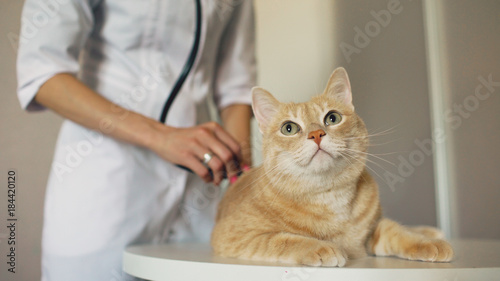 Canvas Print Closeup of Veterinarian woman with stethoscope examining cat in medical vet offi