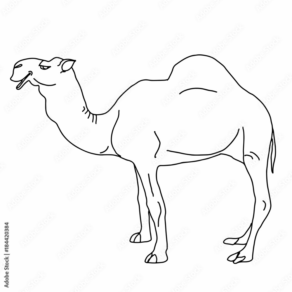 realistic illustration camel drawing coloring Stock Illustration ...