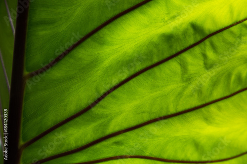 close-up of fresh green leaf as background.