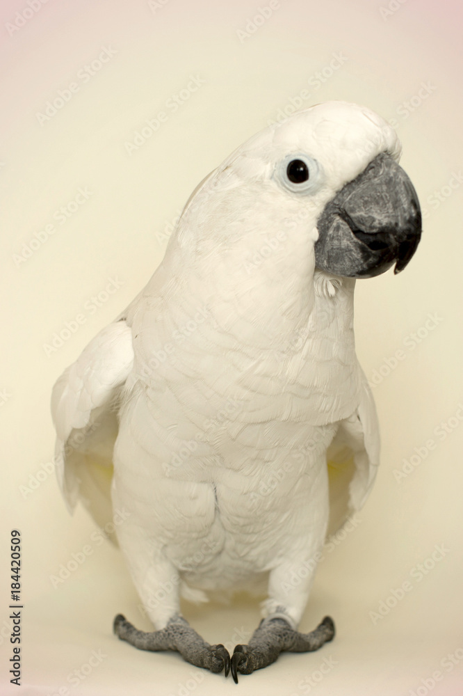 Obraz premium parrot